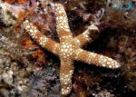 ستاره دریایی خال دار رز - l