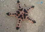 ستاره دریایی خاردار شکلاتی - ml