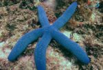 ستاره دریایی آبی - ml