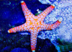 ستاره دریایی مرمری - s