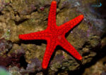 ستاره دریایی قرمز - s