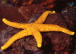 ستاره دریایی پرز دار - s