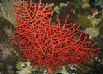 مرجان گرگانیای قرمز - s