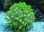 مرجان شقایق سنگ سبز - s