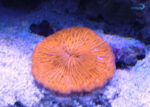 مرجان دیسکی نارنجی - s
