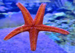 ستاره دریایی نارنجی - ml