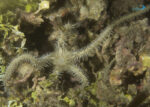 ستاره دریایی شکننده عنکبوتی - s