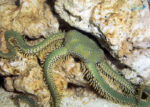 ستاره دریایی شکننده سبز - s