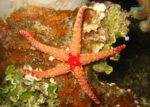 ستاره دریایی شگفت انگیز - s
