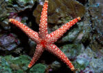 ستاره دریایی مرمری نارنجی - s