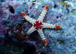 ستاره دریایی شکننده گره دار - s