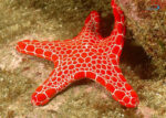 ستاره دریای کاشی قرمز - s