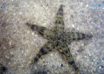 ستاره دریایی ماسه الک کن - s