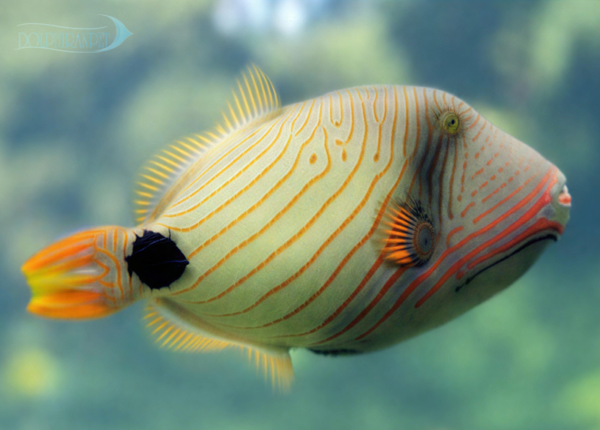 ماشه هندی موج دار