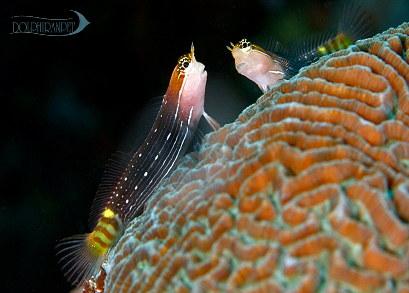 بلنی پیکتوس - Image 2