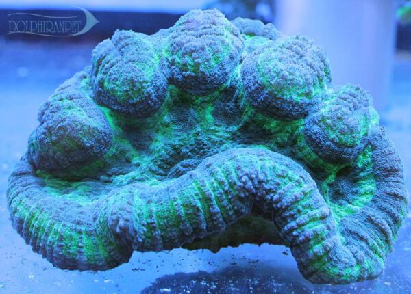 برین لپی سبز